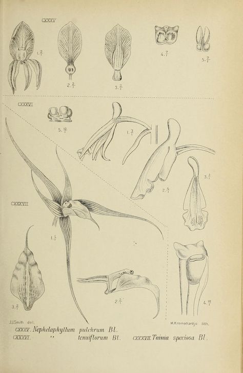 Die orchideen von Java /.Leiden :E. J. Brill,1905-1914..biodiversitylibrary.org/page/45826138 Orchid Anatomy, Flowers Anatomy, Flower Anatomy, Orchid Drawing, Botanical Drawings, Porcelain Painting, Botany, Java, Vintage Prints