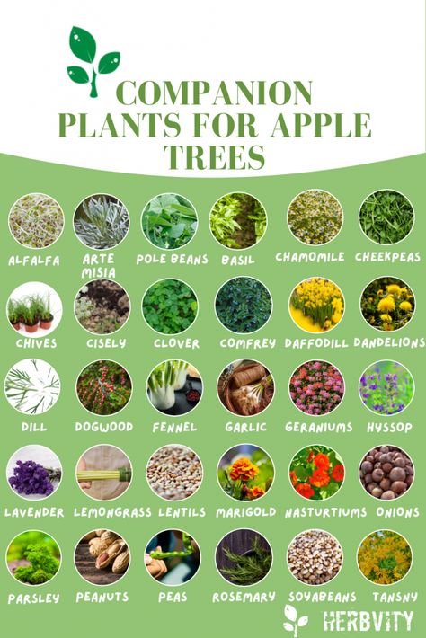 Companion plant infographic for apple trees Companion Planting Apple Trees, Orchard Companion Planting, Apple Companion Plants, Where To Plant Apple Trees, Apple Tree Landscaping Ideas, Homestead Fruit Trees, Nut Tree Guild, Apple Trees Backyard Landscaping, Apple Tree Guild Companion Planting