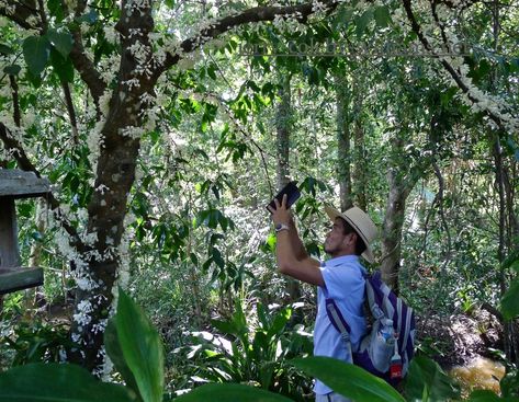 Breathe Magic Into Your Rainforest Garden Australian Native Rainforest Garden, Australian Rainforest Garden, Rainforest Garden, Rainforest Trees, Rainforest Plants, Coastal Garden, Black Thumb, Australian Plants, Native Australians