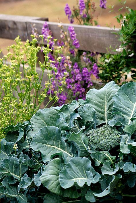 10 Best Broccoli Companion Plants Companion Plants, Fall Vegetables, Winter Vegetables, Garden Veggies, Garden Harvest, Garden Pests, Veggie Garden, Companion Planting, Growing Food