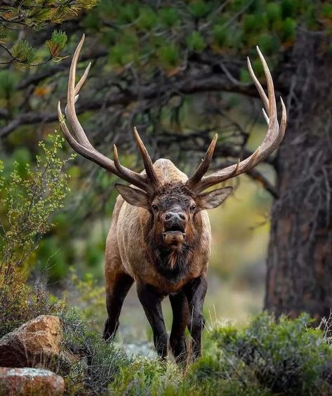 Elk Images, Elk Pictures, Elk Photo, Deer Wallpaper, Big Deer, North American Animals, Hunting Pictures, North American Wildlife, Deer Pictures