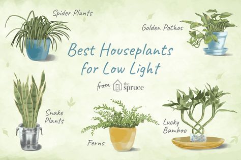 7 Houseplants for Low Light Conditions Houseplants For Low Light, Indoor Tree Plants, Best Houseplants, Tall Indoor Plants, Indoor Plants Low Light, Houseplants Low Light, Low Light Indoor Plants, Large Indoor Plants, Live Indoor Plants