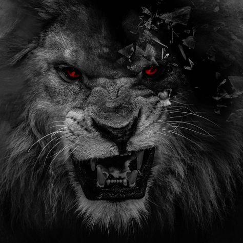 3d Wallpaper Lion, Lion Wallpapers, Lion Background, Lion Hd Wallpaper, Lion Photo, Lion Live Wallpaper, Lion Eyes, Black And White Lion, Backgrounds Dark