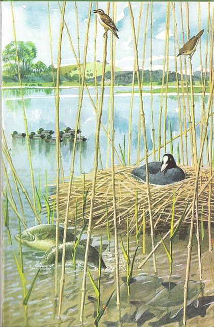 C F Tunnicliffe - George Quaintance, Charles Tunnicliffe, Uk Wildlife, Bird Artists, Nature Artists, Vintage Poster Design, Ladybird Books, Scientific Illustration, Book Illustrations