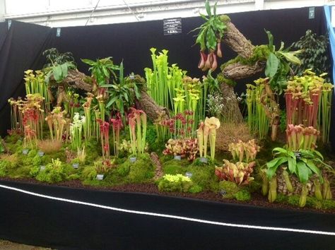 Carnivorous Plants Terrarium, Bog Garden, Moss Garden, Pitcher Plant, Fly Traps, Garden Terrarium, Unusual Plants, Terraria, Terrarium Plants