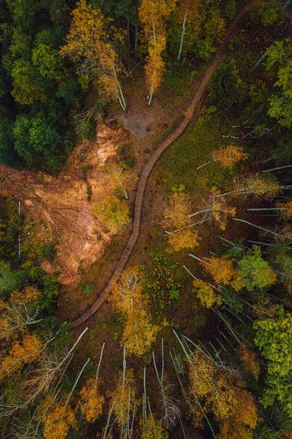 Forest Birds Eye View, Forest Perspective, Forest From Above, Birdseye View, Worms Eye View, Dense Forest, Art Challenges, Dream Painting, Vanishing Point