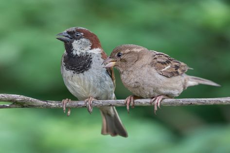 House Sparrow: Least Wanted Backyard Birds | Family Handyman House Sparrow Nest, Female House Sparrow, Sparrow Nest, Purple Martin House, Song Sparrow, What Is A Bird, House Sparrow, Common Birds, Sparrow Bird