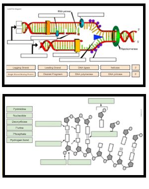 DNA Drag and Drop | Microbiology Model Ideas, Dna Replication Activity, Biological Molecules, Apologia Biology, Cells Worksheet, Molecular Genetics, Biology Worksheet, Transcription And Translation, Dna Replication