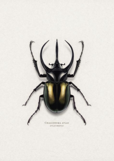 Beatle Photography Insect, Scarab Beetle Tattoo Design, Scarab Beetle Tattoo, Atlas Beetle, Skate Tattoo, Beetle Drawing, Beetle Tattoo, Beetle Art, Fish Ocean