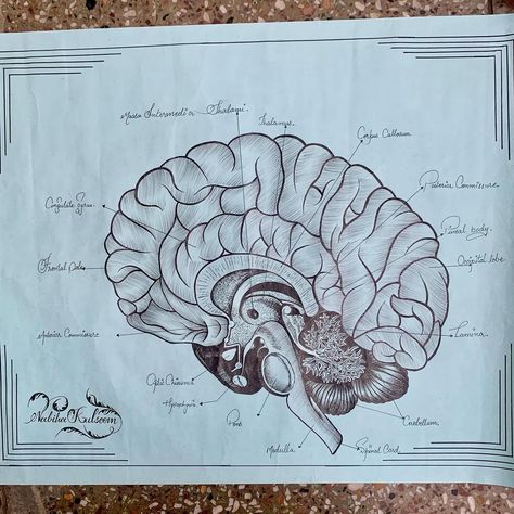 Human brain 🧠 structure Brain Pencil Drawing, Calligraphy Pencil, Drawing Calligraphy, Pencil Sketching, Brain Structure, Human Brain, Artist Drawing, Shades Of Black, Drawing Ideas