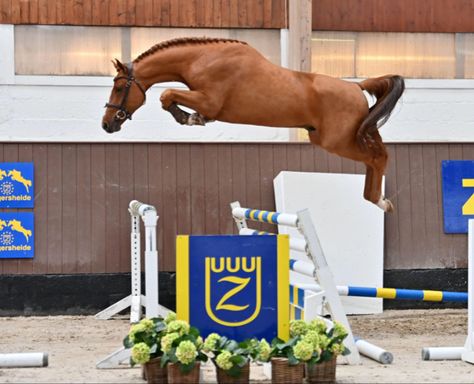 5 Jump Horse Course, Jumping Courses Horse, Horse Jump Wings, Chestnut Horse Jumping, Hunter Jumper Horses, Dark Bay Horse Jumping, Base Image, Oldenburg, Hunter Jumper