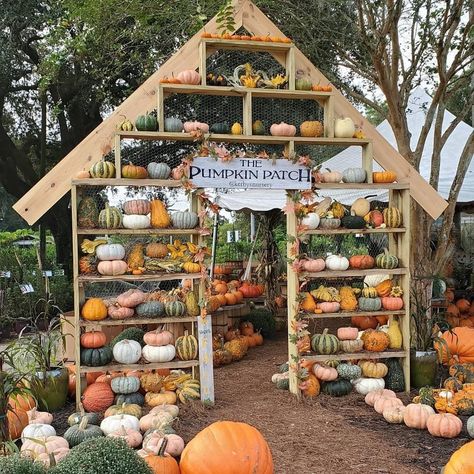 Pumpkin Patch, Fall, Fall Activities, Family Activities Pumpkin Patch Front Porch Decor, Pumpkin Patch Window Display, Pumpkin Farm Stand Ideas, Small Backyard Pumpkin Patch, Diy Pumpkin House, Farmers Market Pumpkin Display, Fall Pumpkin Displays Outside, School Pumpkin Patch, Pumpkin Patch Garden Ideas