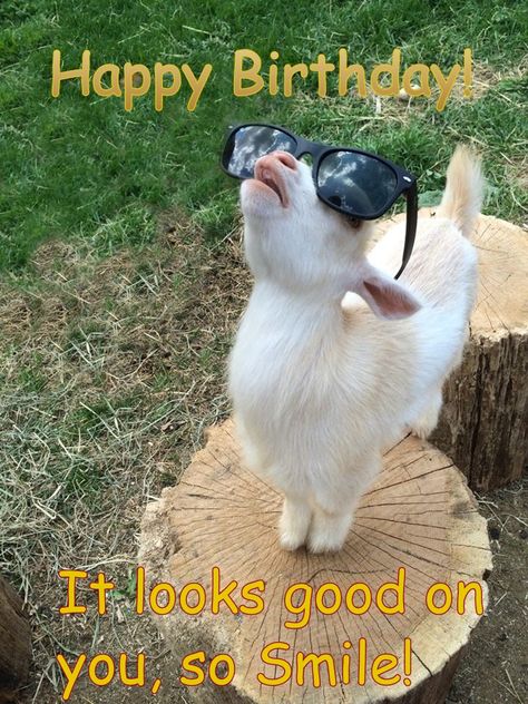 Mr. Cool Goat Happy Birthday - smile! Wearing Sunglasses, Sunglasses, White