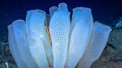 (Hexactinellida / Glass Coral Reef (Canada) - 9,000 years old Lattice Structure, Sea Floor, Sea Sponge, Ocean Conservation, Deep Blue Sea, Ocean Animals, Animals Of The World, Flower Basket, Coral Reef