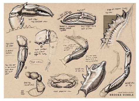 Forg Drawings, Perspective Architecture, Scientific Drawing, Structural Drawing, Crab Art, Crab Claw, Animal Skeletons, Anatomy Sketches, Animal Study