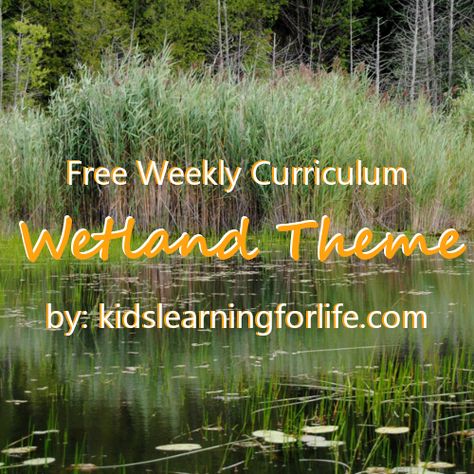 Wetland Theme | Curriculum | Toddler | Preschool | Swamp | Alligator | Crocodile | Habitat | Biome | STEAM | Alligator Unit Study, Swamp Activities For Kids, Wetlands Activities, Swamp Alligator, Wetland Animals, Wetland Biome, Crocodile Habitat, Preschool Curriculum Themes, Curriculum Themes