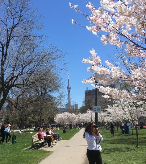 Trinity Bellwoods Park cherry tree blossoms. Sunshine, blue skies and flowers! CN tower in the background. Toronto parks.  #spring #trinitybellwoods #cherrytreeblossoms #femaletravel #citytrips Trinity Bellwoods Park Toronto, Toronto Girl Aesthetic, Toronto Parks, Spring In Canada, Trinity Bellwoods, Toronto Pictures, Toronto Canada Travel, Canada Pictures, Toronto Girls