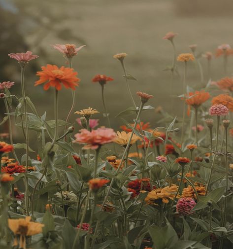 I have two spots left for wildflower minis this weekend!! They are perfect times too! Right at the start of sunset!! 😍 Wildflowers Aesthetic, Field Of Wildflowers, The Start, Be Perfect, This Weekend, Wild Flowers, Tattoo Ideas, Flowers, Quick Saves