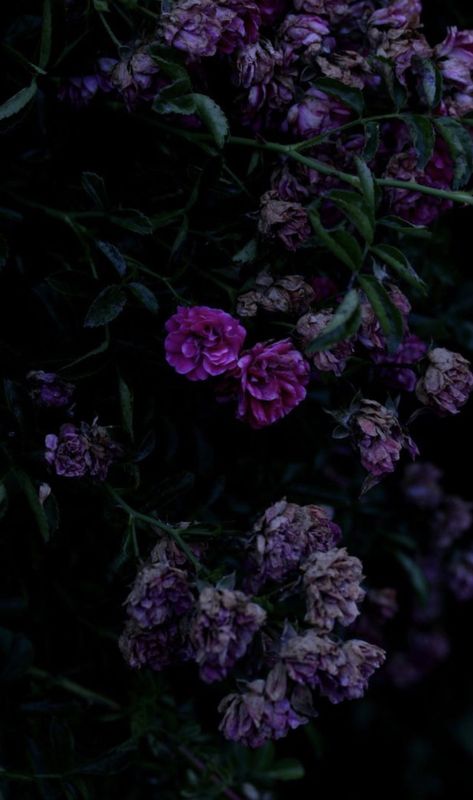 Belladonna Flower, Planet Pictures, Dark Purple Flowers, Goth Garden, Dark Florals, Purple Flowers Wallpaper, Gothic Garden, Midnight Garden, Dark Flowers