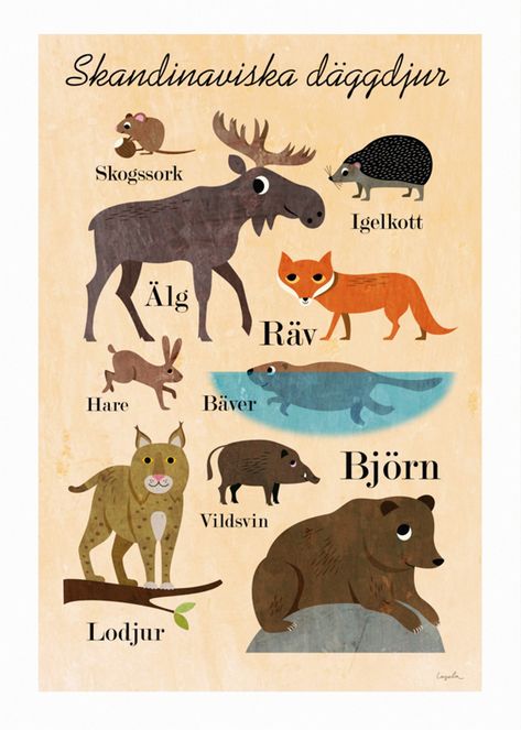 Skandinaviska däggdur ❤ Scandinavian mammals Learn Swedish, Swedish Language, Baby Painting, Animal Posters, New Poster, Cool Stuff, An Animal, Animal Illustration, Scandinavia