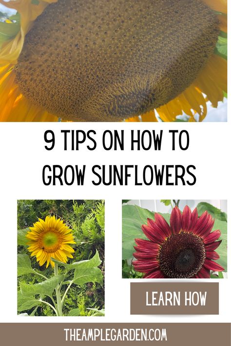 🌻 Ready to grow sunflowers that reach for the sky? 🌻 Discover our top 9 expert tips to help you cultivate vibrant, healthy sunflowers from seed to bloom! 🌞 Whether you're a seasoned gardener or a beginner, these practical tips will guide you every step of the way. Click to learn how to choose the right variety, prepare the soil, and protect your sunflowers from pests and wind! 🐝🌱 #GardeningTips #Sunflowers #GardenInspiration #DIYGarden #PlantingGuide Growing Sunflowers From Seed, How To Grow Sunflowers, Grow Sunflowers, Growing Sunflowers, Beautiful Sunflowers, Seed Storage, Growing Fruit, Garden Theme, Growing Herbs