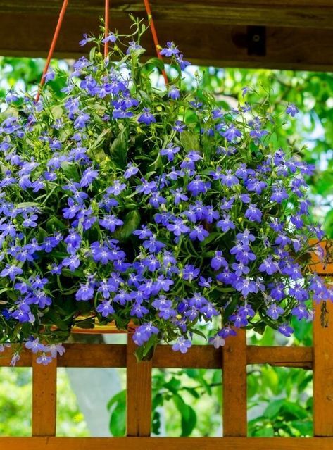 The 15 Best Flowering Plants For Hanging Baskets Lavender Hanging Basket, Small Hanging Basket, Flowers For Hanging Baskets, Hanging Basket Flowers, Summer Planter Ideas, Hanging Basket Ideas, Creeping Jenny, Plants For Hanging Baskets, Hanging Flower Baskets