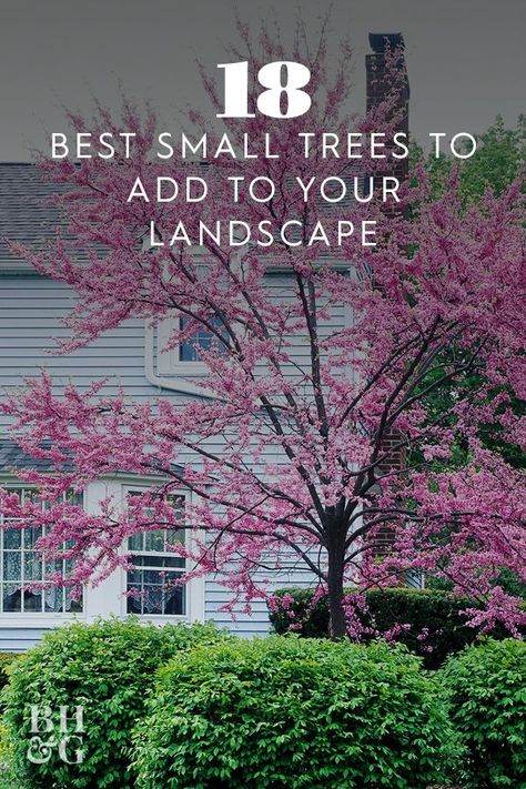 Ornamental Trees Landscaping, Front Yard Tree Landscaping, Small Landscape Trees, Small Ornamental Trees, Trees For Front Yard, Tattoo Plant, Patio Trees, Backyard Trees, Landscaping Trees