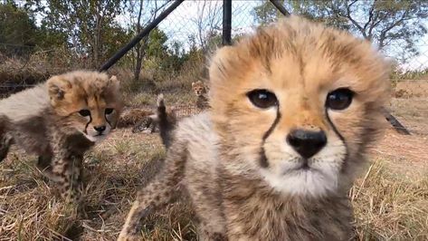 Cheetah Pictures, Cheetah Baby, Cheetah Cub, Baby Cheetah, Maned Wolf, Cute Cheetah, Cheetah Cubs, Baby Cheetahs, Lovely Creatures