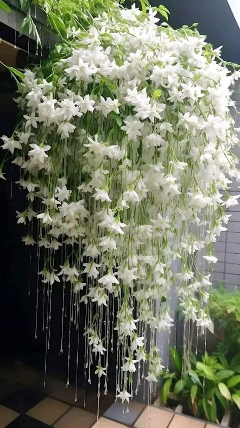 White weeping begonia. Pretty Flowers Pictures, Valley Flowers, Candy Land Christmas Decorations, Moon Garden, Nothing But Flowers, Flower Therapy, Summer Decorating Ideas, Pretty Plants, Summer Decorating