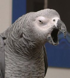 UNDERSTANDING BASIC PARROT BEHAVIOUR Yawning Animals, Gray Parrot, Parrot Pet, Grey Parrot, Funny Parrots, Parrot Cage, African Grey Parrot, Parrot Toys, African Grey