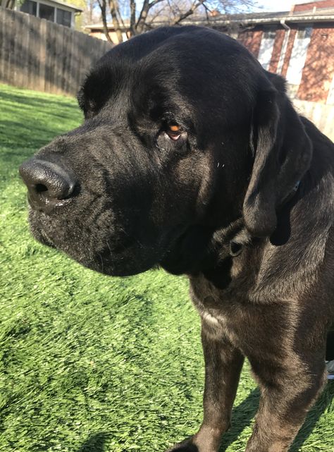 Mastador dog for Adoption in Holden, MO. ADN-517459 on PuppyFinder.com Gender: Male. Age: Adult Mastador Dog, Cane Corso Mastiff, Mastiff Mix, Parenting Plan, Labrador Retriever Mix, Cane Corso, Kitten Adoption, Sweet Animals, Dogs Puppies