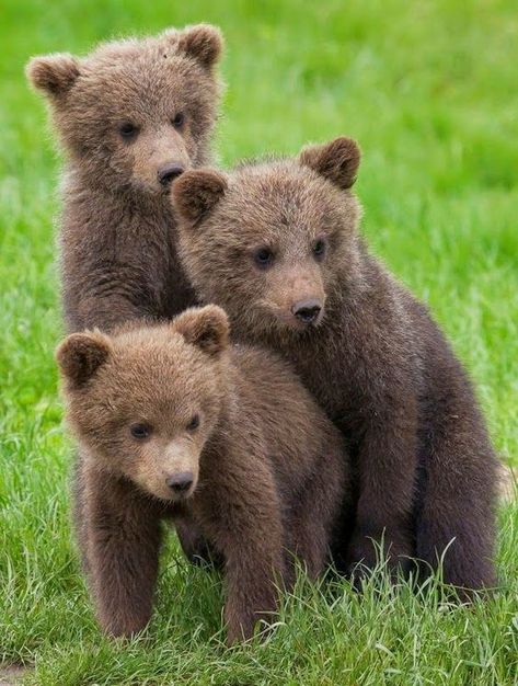 Baby Panda Bears, Brown Bears, Funny Bears, Baby Animals Pictures, Bear Pictures, Love Bear, Baby Panda, Bear Cubs, Grizzly Bear