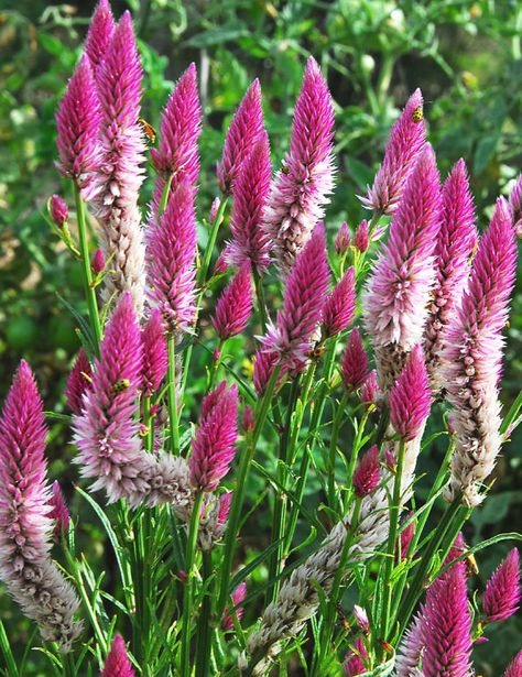 Flower Seeds Organic Celosia PInk Wheat by mountainlilyfarm, $1.75 Celosia Plant, Celosia Flower, Flamingo Feather, Wheat Flower, Diy Garden Fountains, Cut Flower Garden, Moon Garden, Flower Spike, Flower Names