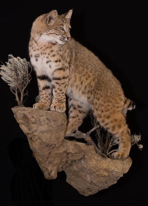 Bobcat | NORTH AMERICA - LIFE SIZE Bobcat Mounts Taxidermy, Bobcat Taxidermy, Bobcat Mounts, America Life, Bob Cat, Deer Mounts, Grad Pic, Taxidermy Mounts, Lynx