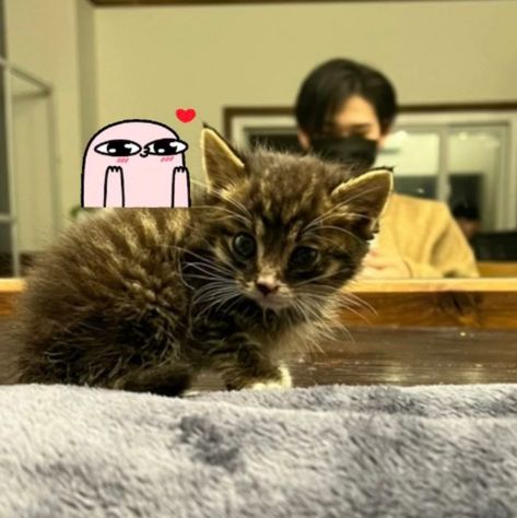 Niki With Cat, Niki Bed Selca, Enhypen Pets, Niki Cat, Nishimura Niki, Girlfriend Material, Nishimura Riki, Perfect Smile, Cat Icon