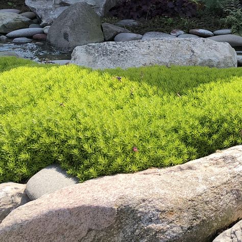 SEDUM_LEMON_CORAL_STONECROP_GC_SEDLC_01 Lemon Coral Sedum, Low Growing Shrubs, Long Blooming Perennials, Garden Calendar, Planting Shrubs, Front Landscaping, Garden Whimsy, Drought Tolerant Plants, Garden Kits