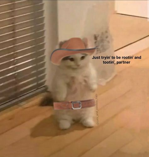 Image Replies, Reply Pics, Reaction Stickers, Western Core, Salem Cat, Cowboys Memes, Raccoon Meme, Standing Cat, Silly Kitty