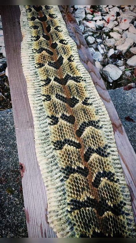 A beautiful display of cleaned roadkill recycling. Rattlesnake hide drying in progress. Rattlesnake Skin, Vulture Culture, Snake Skin, Braided Rugs, Bohemian Rug, Recycling, Skin, Quick Saves