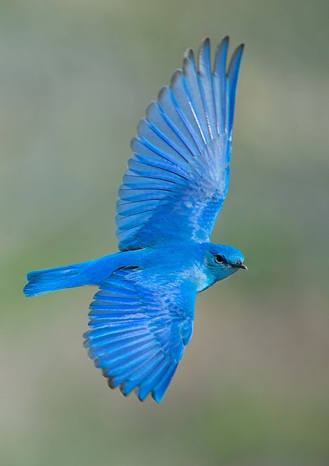 Pájaro azul de la montaña - Norteamérica del noroeste Blue Birds Flying, Mountain Blue Bird, Vogel Gif, West America, Mountain Bluebird, Indigo Bunting, Bird Flying, Bird Wings, Kinds Of Birds