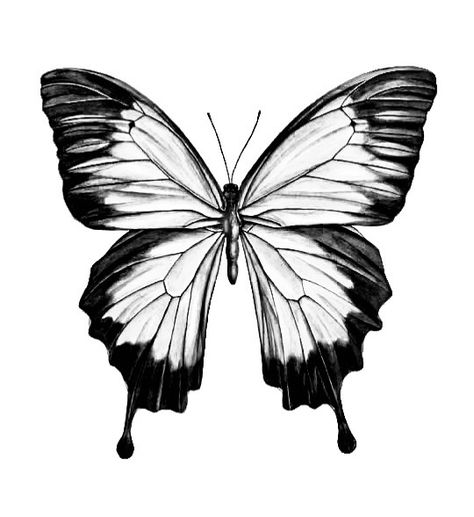 Butterfly Drawing Tattoo Sketch, Black White Butterfly Tattoo, Butterfly Drawing Aesthetic Black, Butterfly Tattoo Sketch, Black And White Floral Butterfly Tattoo, Tattoo Papillon, Butterfly Illustration Black And White, Butterfly Tattoos Images, Butterfly Tattoo Stencil