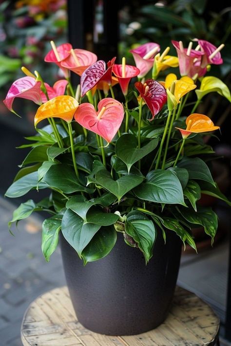 Plant Pairings, Flower Garden Pictures, Big Leaf Plants, Repotting Orchids, Anthurium Plant, Garden Wall Designs, Anthurium Flower, Inside Garden, Calathea Plant