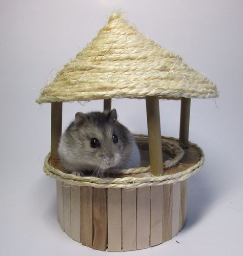 A summery sand bath for your beloved rodent! Diy Hamster Stuff, Hamster Diys, Diy Hamster Toys, Hamster Sand Bath, Hamster Diy Cage, Hamster Ideas, Hamster Stuff, Mouse Cage, Hamster Diy