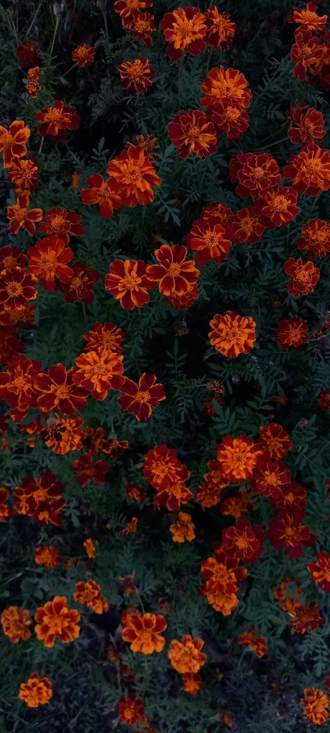 a flowered bush of red-orange flowers Red Orange Flowers, Ipad Backgrounds, Autumn Wallpaper, Dream Wedding Decorations, Ipad Background, Flowery Wallpaper, Photo Board, Photo Boards, Rust Orange