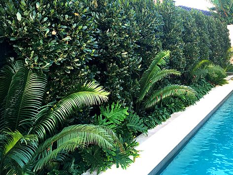 Plants Around Pool, Landscaping Around Pool, Tropical Pool Landscaping, Pool Paving, Pool Plants, Outdoor Pool Area, Screen Plants, Privacy Plants, Swimming Pool Landscaping