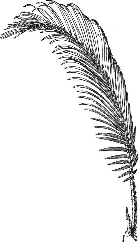 Sago Palm leaf vintage illustration. Sago Palm Tree, Jungle Tattoo, Palm Leaf Art, Ap Drawing, Sago Palm, Palm Tattoos, Dot Tattoos, Leaf Photography, Palm Leaves Pattern