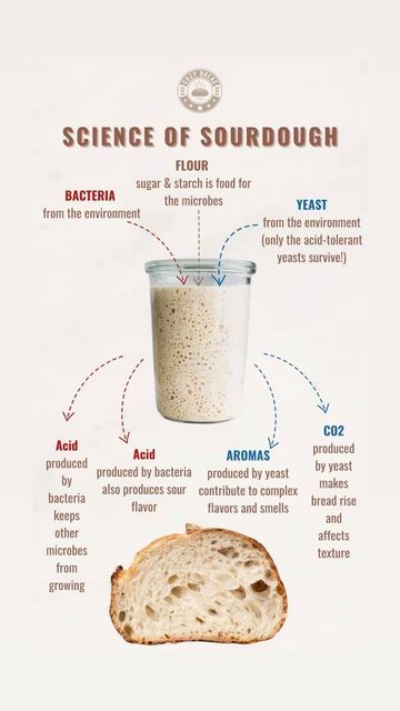 Cozy Bread on Instagram: "Science of Sourdough…

Ever wonder what’s really happening in that bubbly jar? This chart breaks it down! 

Want the full scoop? Comment ‘sourdough’ for a special note about “How Does Sourdough Starter Work?”

___________________________________________________
#breadproofer #bread #sourdoughbread #levain #artisanbread #baking #bakery #food #realbread #homemade #sourdoughbaking #sourdoughstarter #wildyeast #foodporn #breadmaking #instafood #sourdoughclub #masamadre #foodie #baker #breadbaking #homebaker #breadbosses #lievitomadre #homemadebread #fermentation #foodphotography #breadporn #cozybread" Sourdough Benefits, Bubble Bread Recipe, Bread Proofer, Bubble Bread, Bakery Food, Real Bread, No Rise Bread, Wild Yeast, Sourdough Baking