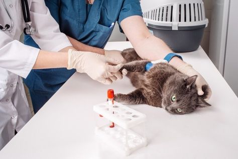 Cat Blood Test Normal Values: Test Results Explained (Vet Reviewed) | Hepper Blood Test Results, Normal Values, Cat Vet, Older Cats, Pet Supplements, Cat Signs, Chronic Inflammation, Blood Test, Animal Hospital