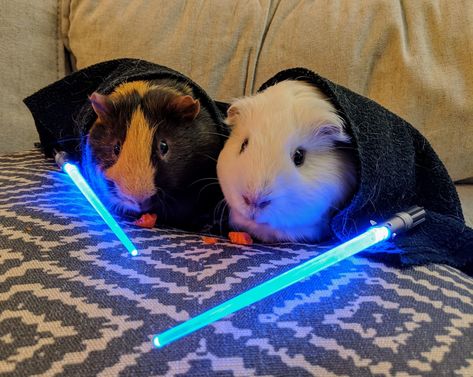 Your lack of food is disturbing. Star Wars guinea pigs. Guinea Pig Costumes, Guine Pig, Guinea Pigs Funny, Happy Star Wars Day, Baby Guinea Pigs, Pet Guinea Pigs, Cute Guinea Pigs, Star Wars Day