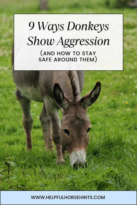 Many farms all over the country have at least one donkey as a pet or as a guardian for livestock. Donkeys are usually fun, lovable animals that only occasionally display signs of aggression. Donkeys are not shy about showing aggression, so you can detect it easily if you know what to look for. Recognizing the different ways that donkeys show aggression can help donkey owners deescalate the situation before things get bad.  #donkey #donkeylover #safetyfarming #donkeyaggresion #helpfulhorsehints Shelter For Donkeys, Diy Donkey Shelter, Miniature Donkey Shelter, Mini Donkey Care, Donkey Enclosure, Mini Donkey Shelter, Donkey Quotes, Donkey Toys, Donkey House