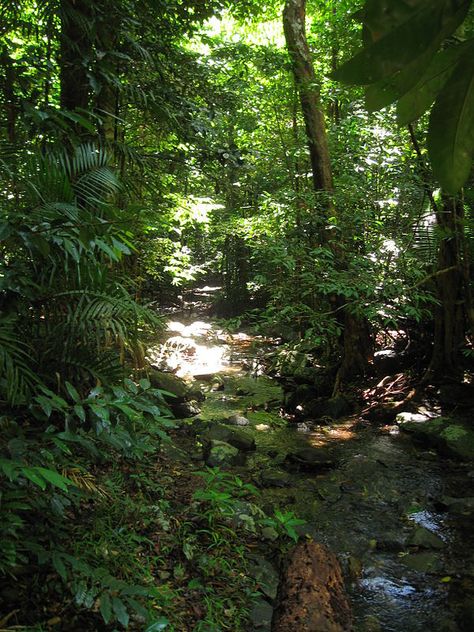 Australian Rainforest, Rainforest Habitat, Australian Continent, Daintree Rainforest, Tropical Rainforest, Cool Landscapes, Travel Life, World Heritage, Queensland